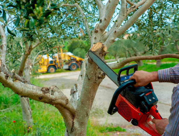 The Steps Involved in Our Tree Care Process in Laurium, MI